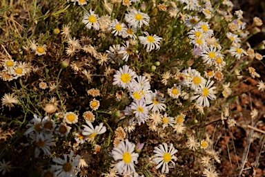 APII jpeg image of Minuria leptophylla  © contact APII