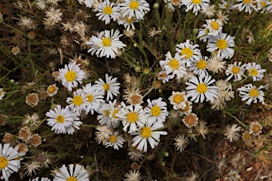 APII jpeg image of Minuria leptophylla  © contact APII