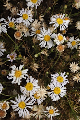 APII jpeg image of Minuria leptophylla  © contact APII