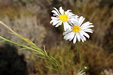 APII jpeg image of Brachyscome ciliaris  © contact APII