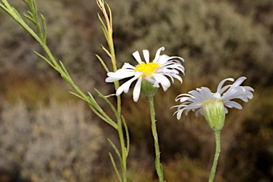 APII jpeg image of Brachyscome ciliaris  © contact APII