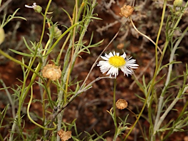 APII jpeg image of Brachyscome ciliaris  © contact APII