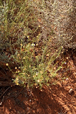 APII jpeg image of Brachyscome ciliaris  © contact APII