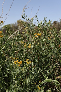 APII jpeg image of Senecio lanibracteus  © contact APII