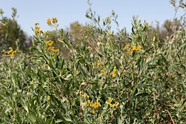 APII jpeg image of Senecio lanibracteus  © contact APII