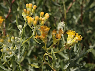 APII jpeg image of Senecio lanibracteus  © contact APII