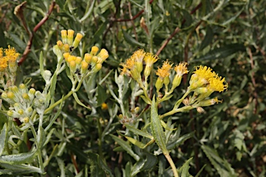 APII jpeg image of Senecio lanibracteus  © contact APII