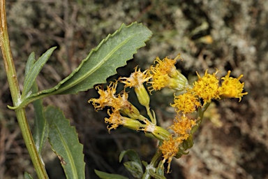 APII jpeg image of Senecio lanibracteus  © contact APII