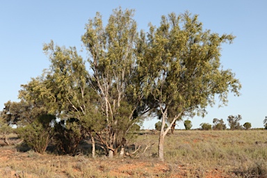 APII jpeg image of Pittosporum phillyreoides  © contact APII