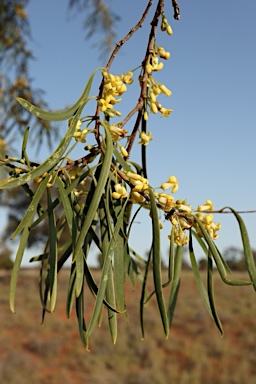 APII jpeg image of Pittosporum phillyreoides  © contact APII