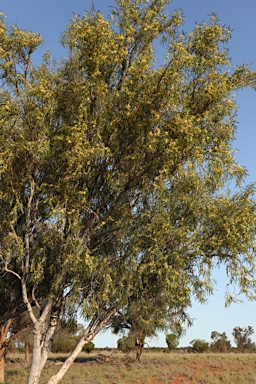 APII jpeg image of Pittosporum phillyreoides  © contact APII