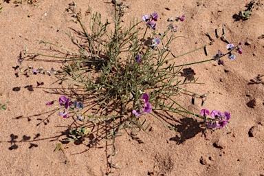 APII jpeg image of Swainsona purpurea  © contact APII