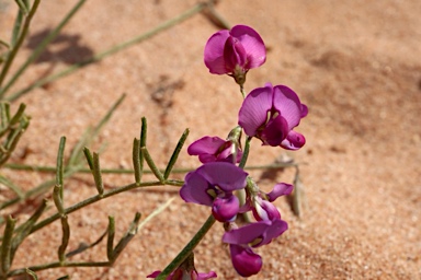 APII jpeg image of Swainsona purpurea  © contact APII