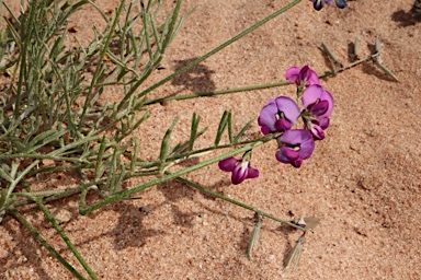 APII jpeg image of Swainsona purpurea  © contact APII