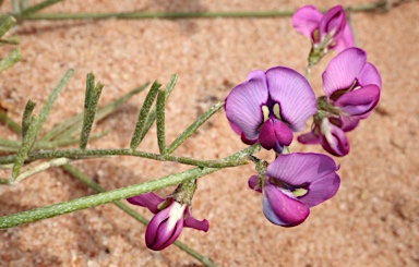 APII jpeg image of Swainsona purpurea  © contact APII