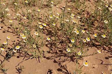 APII jpeg image of Minuria denticulata  © contact APII