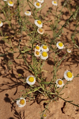 APII jpeg image of Minuria denticulata  © contact APII