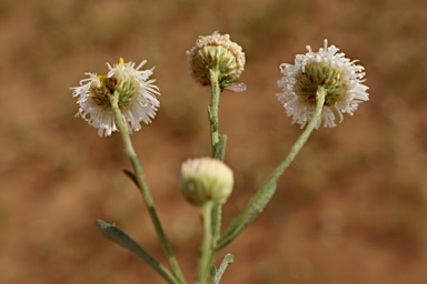 APII jpeg image of Minuria denticulata  © contact APII