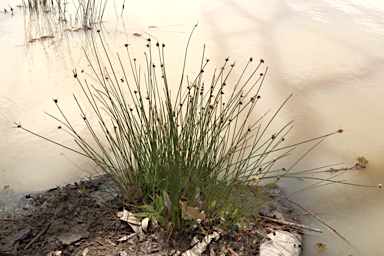 APII jpeg image of Cyperus gymnocaulos  © contact APII