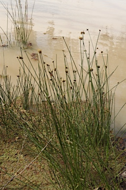 APII jpeg image of Cyperus gymnocaulos  © contact APII