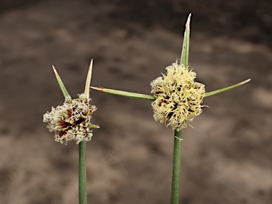 APII jpeg image of Cyperus gymnocaulos  © contact APII