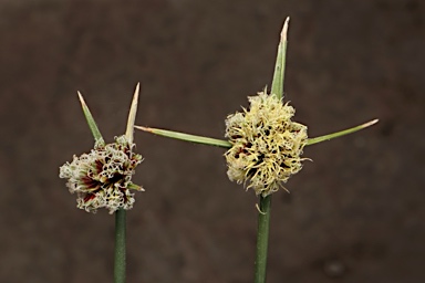 APII jpeg image of Cyperus gymnocaulos  © contact APII