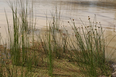 APII jpeg image of Cyperus gymnocaulos  © contact APII