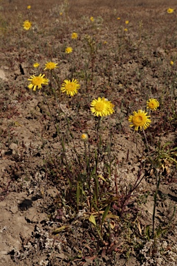 APII jpeg image of Podolepis jaceoides  © contact APII