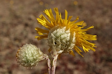 APII jpeg image of Podolepis jaceoides  © contact APII