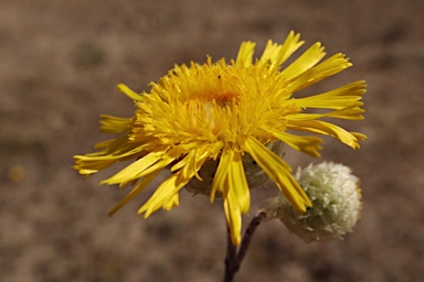 APII jpeg image of Podolepis jaceoides  © contact APII