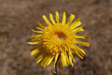 APII jpeg image of Podolepis jaceoides  © contact APII