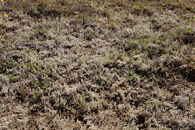 APII jpeg image of Rhodanthe uniflora  © contact APII