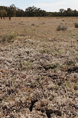 APII jpeg image of Rhodanthe uniflora  © contact APII