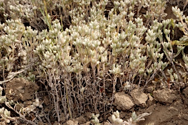 APII jpeg image of Rhodanthe uniflora  © contact APII