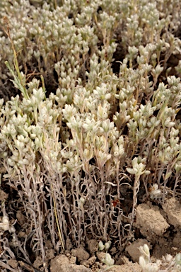APII jpeg image of Rhodanthe uniflora  © contact APII