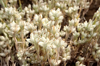 APII jpeg image of Rhodanthe uniflora  © contact APII