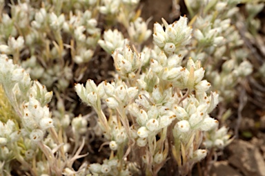 APII jpeg image of Rhodanthe uniflora  © contact APII