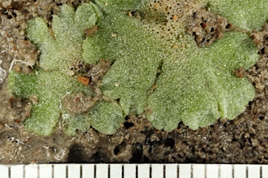 APII jpeg image of Riccia crystallina  © contact APII