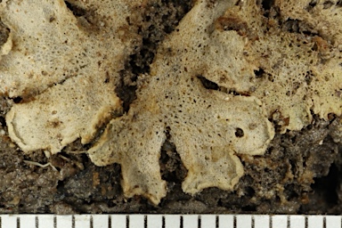 APII jpeg image of Riccia crystallina  © contact APII