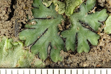 APII jpeg image of Riccia inflexa  © contact APII