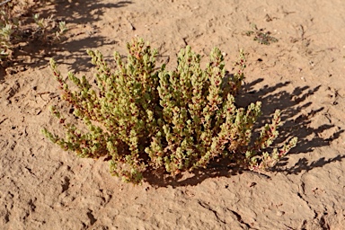 APII jpeg image of Osteocarpum acropterum var. deminutum  © contact APII