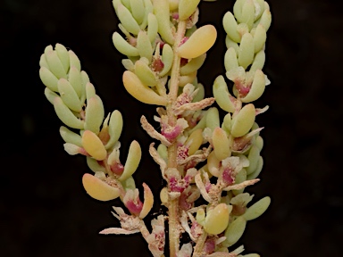 APII jpeg image of Osteocarpum acropterum var. deminutum  © contact APII