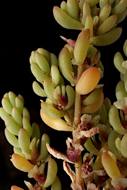 APII jpeg image of Osteocarpum acropterum var. deminutum  © contact APII