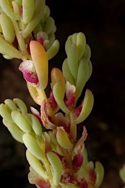 APII jpeg image of Osteocarpum acropterum var. deminutum  © contact APII