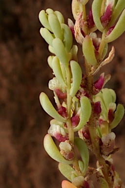 APII jpeg image of Osteocarpum acropterum var. deminutum  © contact APII