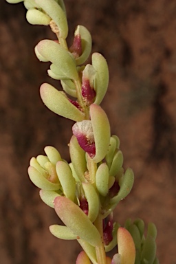 APII jpeg image of Osteocarpum acropterum var. deminutum  © contact APII