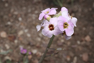 APII jpeg image of Harmsiodoxa puberula  © contact APII