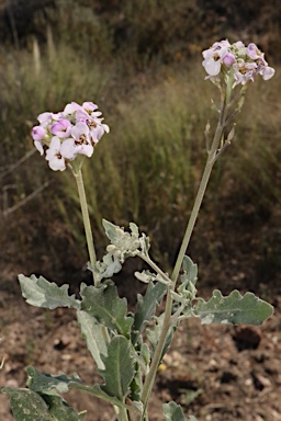 APII jpeg image of Harmsiodoxa puberula  © contact APII