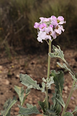 APII jpeg image of Harmsiodoxa puberula  © contact APII