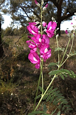 APII jpeg image of Swainsona greyana  © contact APII